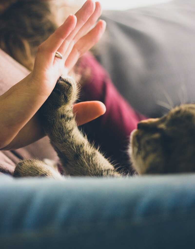 tabby cat touching person's palm